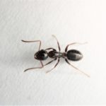 羽アリが部屋に発生する原因と対策方法とは！？