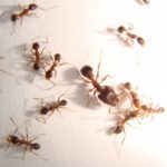 蟻の飼育ケース、各種、選び方について
