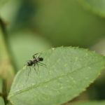 蟻の飼育で餌を食べない時の原因や対策方法について