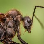 蟻はなぜ人を噛むの！？噛まれやすい人の特徴とは