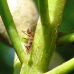 畑に蟻が発生する時の対策方法について