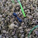 蟻の基本の飼育方法について