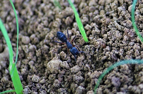 蟻 飼育 方法