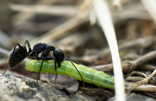 蟻 飼育 餌 頻度