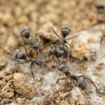 蟻の飼育、越冬の仕方について