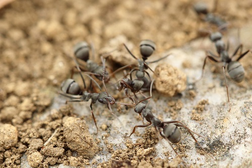 蟻 飼育 冬