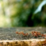 羽アリの巣の駆除方法について