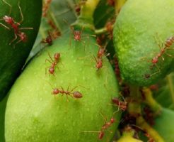 火蟻 対策 殺虫剤