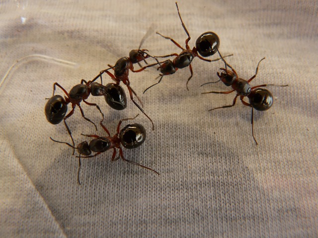 蟻 卵 運ぶ