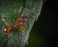 蟻 刺す 噛む 種類