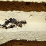 蟻の卵の孵化の方法やかかる日数はどれくらい！？