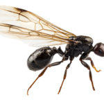 羽アリが網戸の隙間から侵入するのを防ぐ方法とは