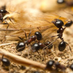 アリの孵化の時期や孵化までの日数とは！？