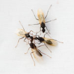 羽アリがベランダに大量発生する原因や対策方法について