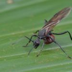お風呂場に羽アリが大量発生する原因や対策方法とは？
