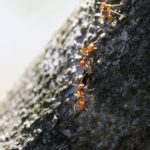 蟻を人間サイズにして人間と比較した時の重さや力とは！？