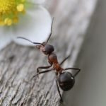 蟻の生態について。夜は活動しているの！？