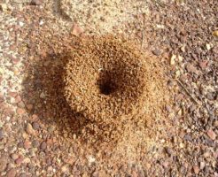 蟻 コロニー 数