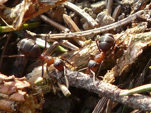 アリ 種類 小さい 大きい
