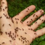 蟻の雨の日の活動について、蟻の巣が雨でも無事な理由とは！？
