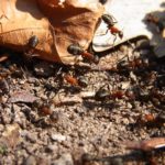 蟻が怪我した仲間を巣まで運ぶのはなぜ！？