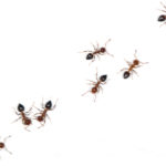 アリの成長～孵化や蛹の期間について