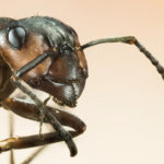 蟻を食べる動物って何がいる！？