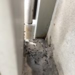 トイレに蟻が発生する原因や対策方法について