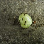 蟻が餌を食べないで貯蔵するのは何故？