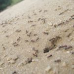 世界にいる蟻の数はどれくらい！？人間と総重量が同じって本当？