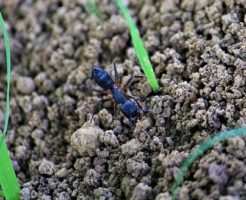 蟻 飼育 方法