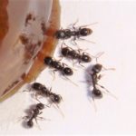 毒を持っているアリの種類のまとめ