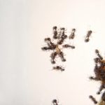 お風呂場に発生する蟻の種類や駆除方法について