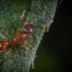 刺す、噛む蟻の種類は何！？