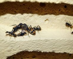蟻 卵 孵化 日数