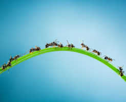 蟻 活動 時期 気温