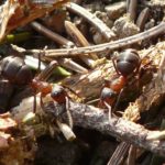 アリの大きい種類や小さい種類の紹介
