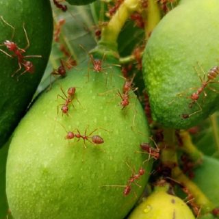 蟻の餌見つけ方や運び方について 蟻研究所