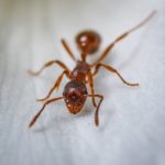 茶色い蟻の種類って一体何？！