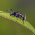 アリの幼虫を育てる方法や餌とは！？