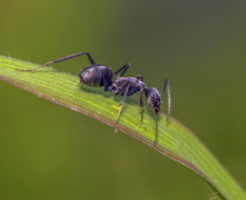 アリ 幼虫 育てる 餌