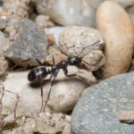 マンションに蟻が発生する原因と駆除方法について