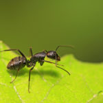 クロオオアリの女王アリの飼育方法や餌について