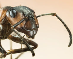蟻 食べる 動物