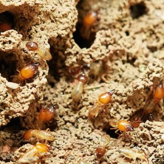蟻の餌見つけ方や運び方について 蟻研究所